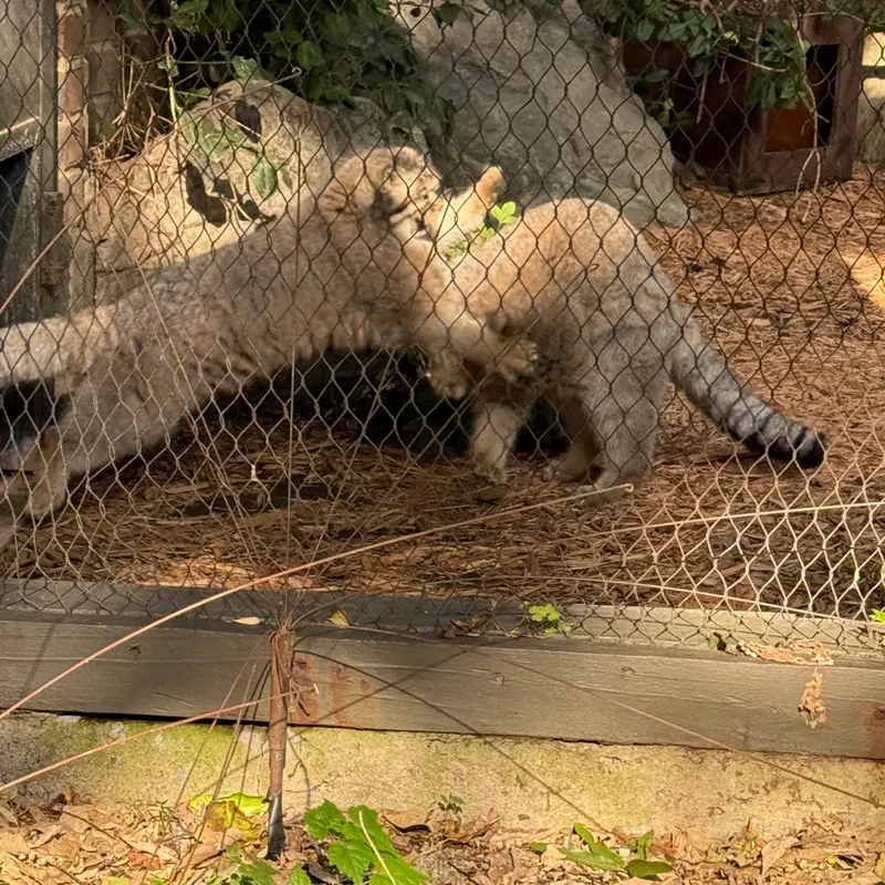 A photograph of Sarnai and Batu in Prospect Park Zoo