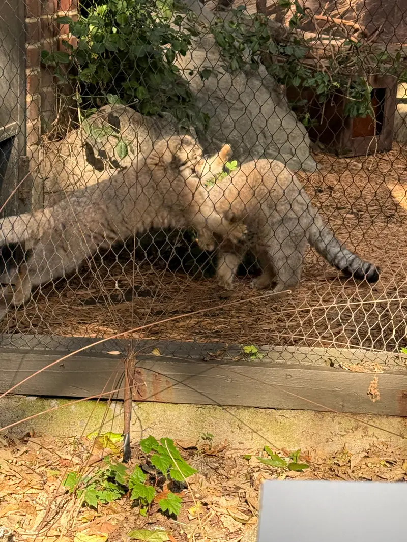 A photograph of Sarnai and Batu in Prospect Park Zoo