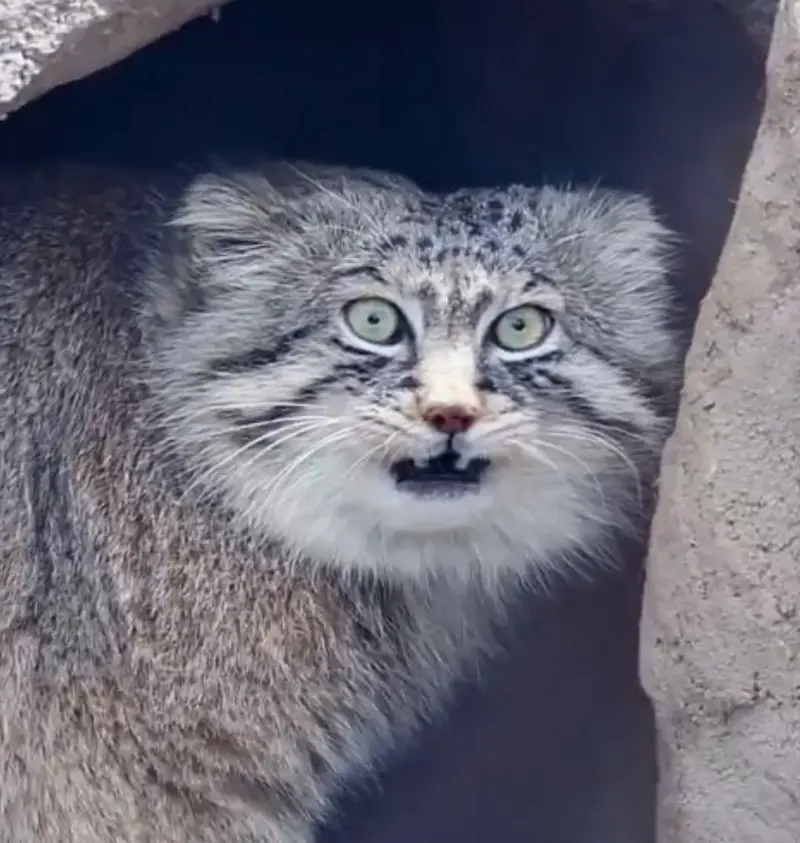 A photograph of Lotos in Saitama Children's Zoo