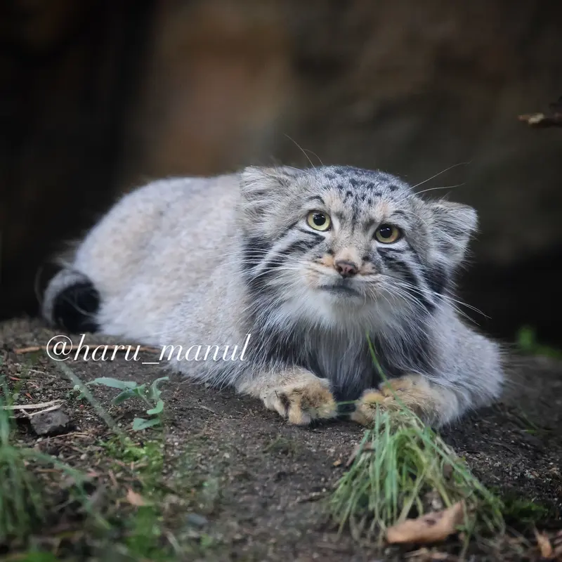 A photograph of Nagomu in Nasu Animal Kingdom
