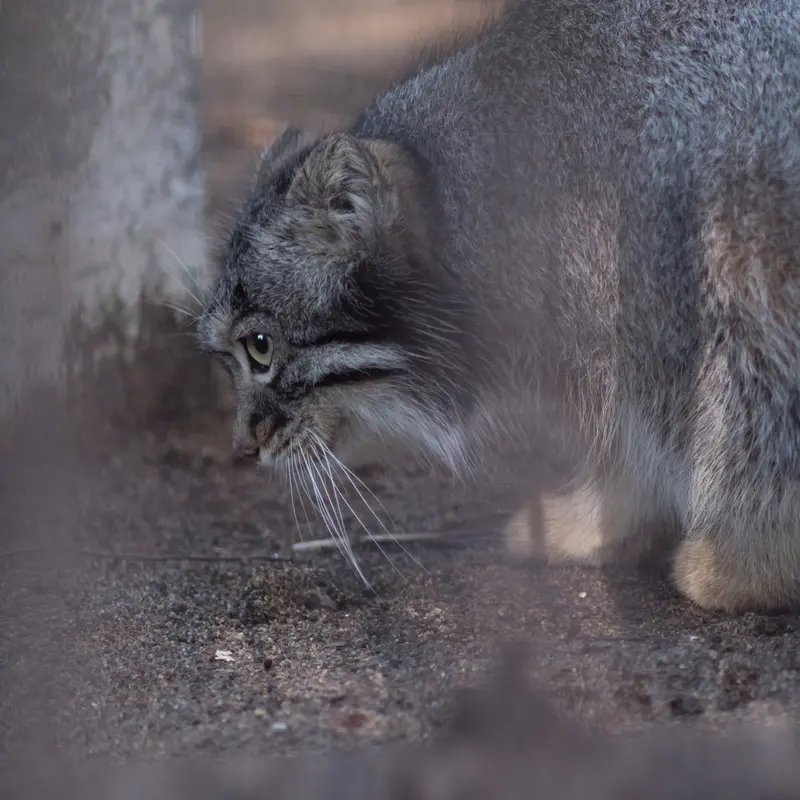 A photograph of Figa in Nogeyama Zoo