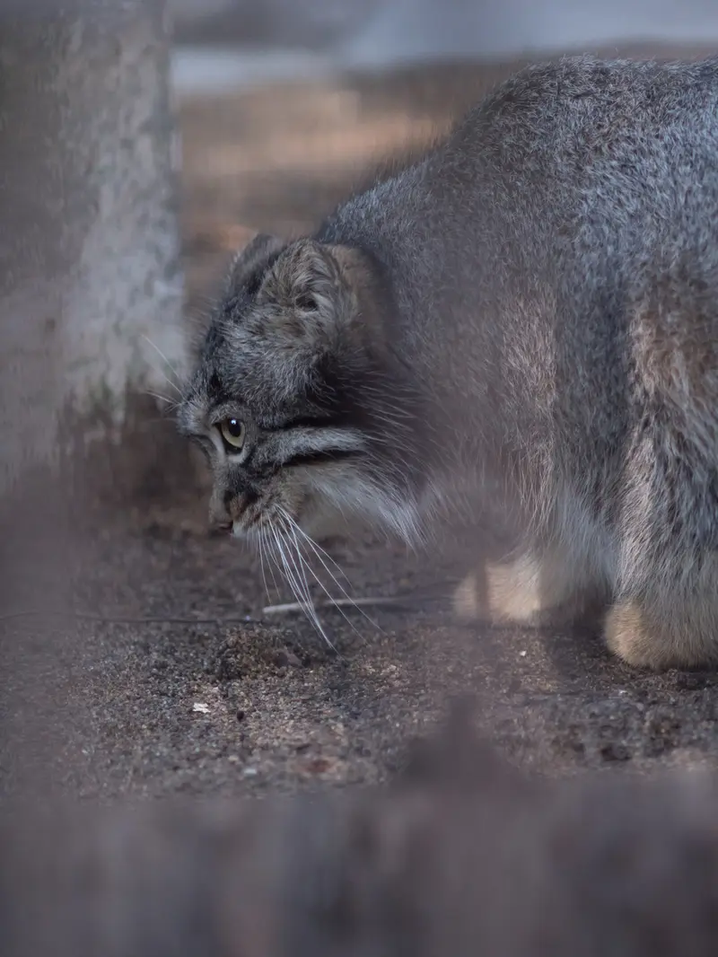 A photograph of Figa in Nogeyama Zoo