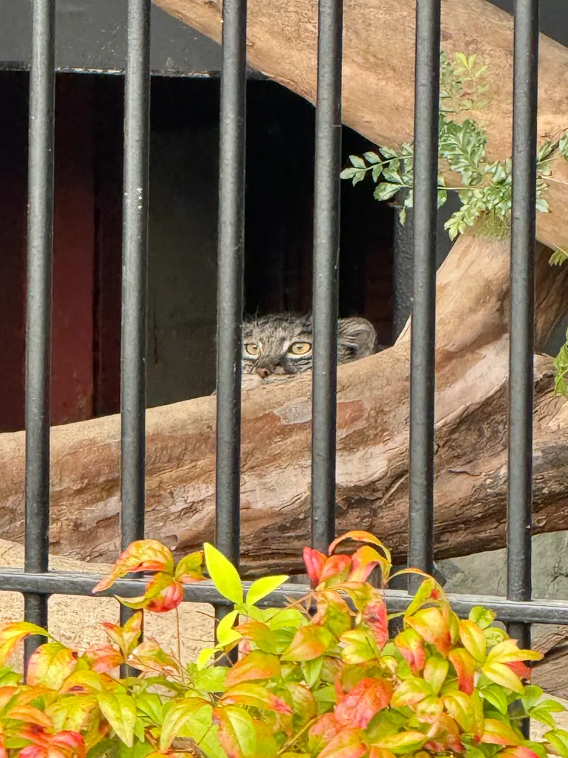 A photograph of Mei in Gokatsuraike Animal Park