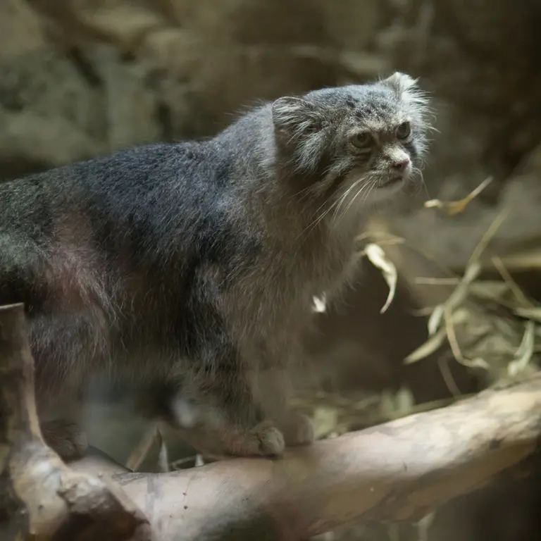 A photograph of Klyon in Ueno Zoological Gardens