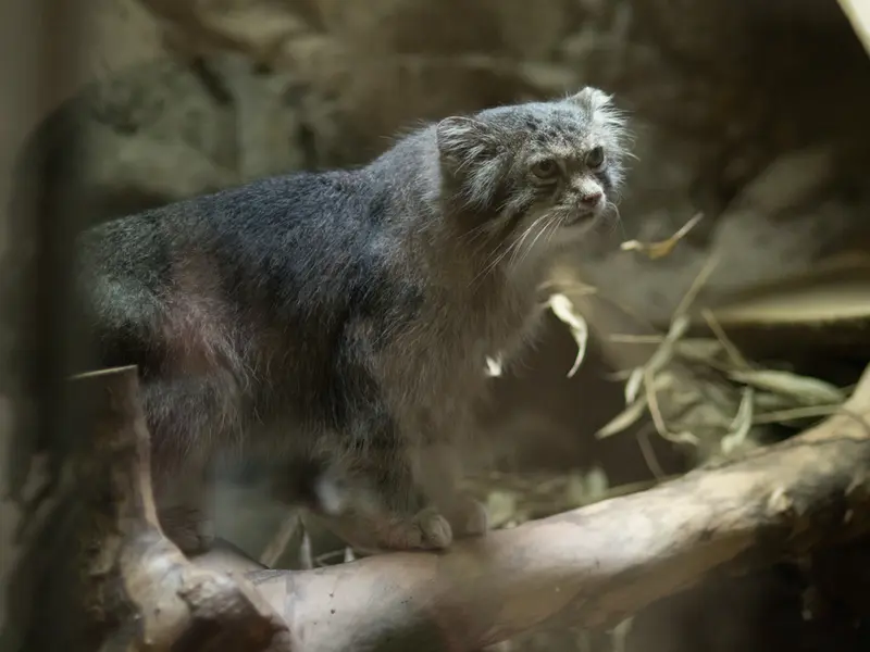 A photograph of Klyon in Ueno Zoological Gardens