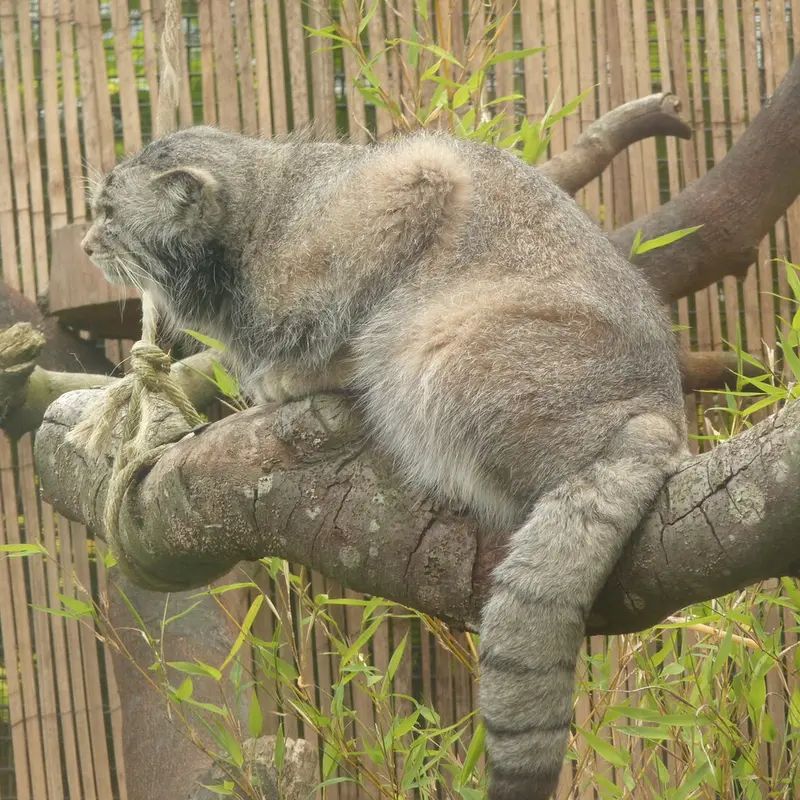 A photograph of Akiko in Edinburgh Zoo