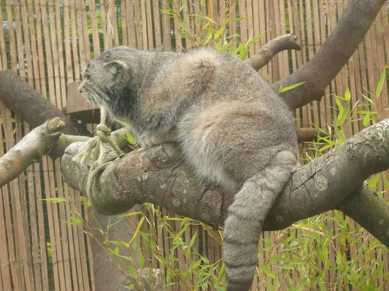 A photograph of Akiko in Edinburgh Zoo