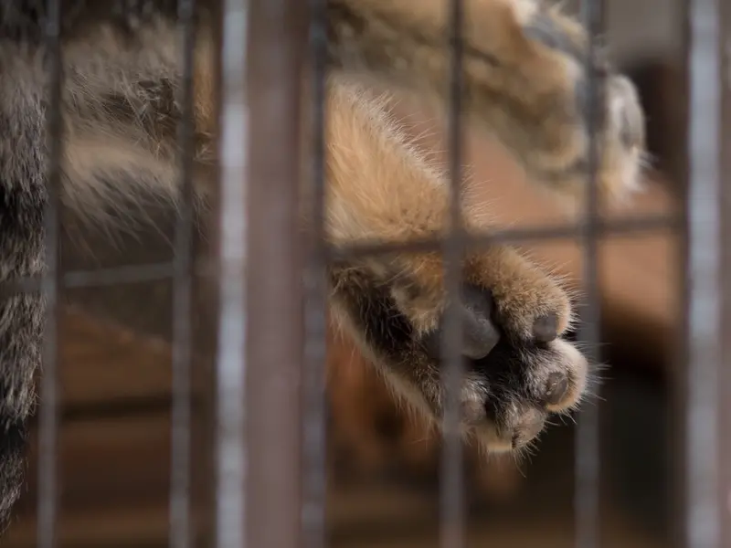 A photograph of Figa in Nogeyama Zoo