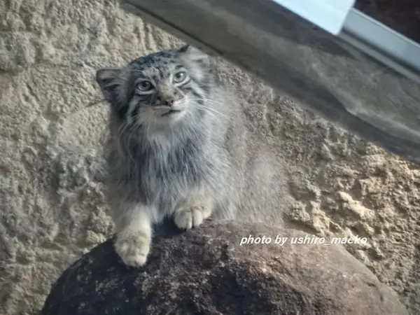 A photograph of a Pallas's cat