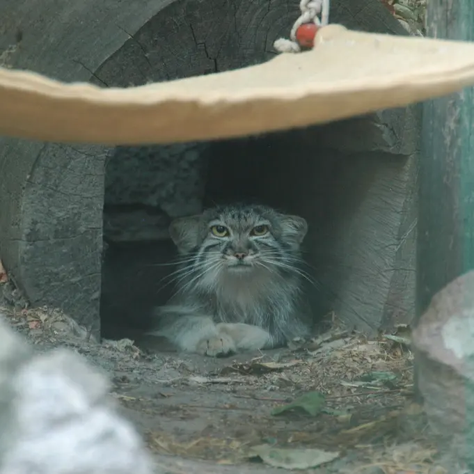 A photograph of Lucy in Budapest Zoo & Botanical Garden