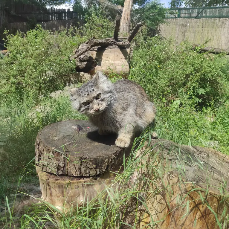 A photograph of Zarina in Wrocław Zoo