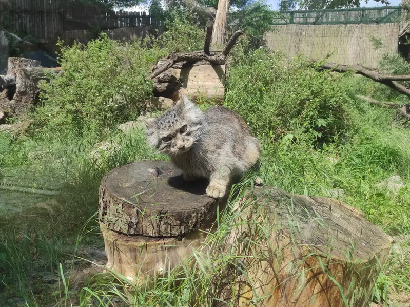 A photograph of Zarina in Wrocław Zoo
