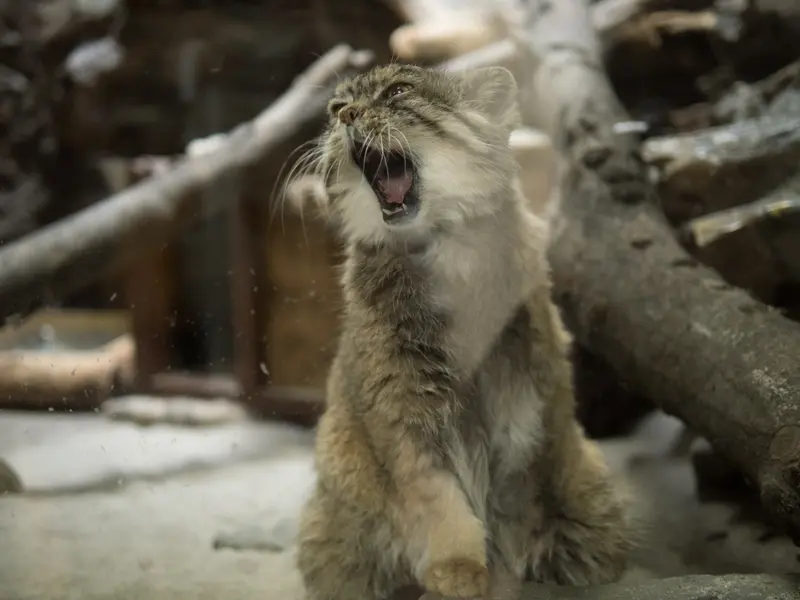A photograph of Primula in Ueno Zoological Gardens