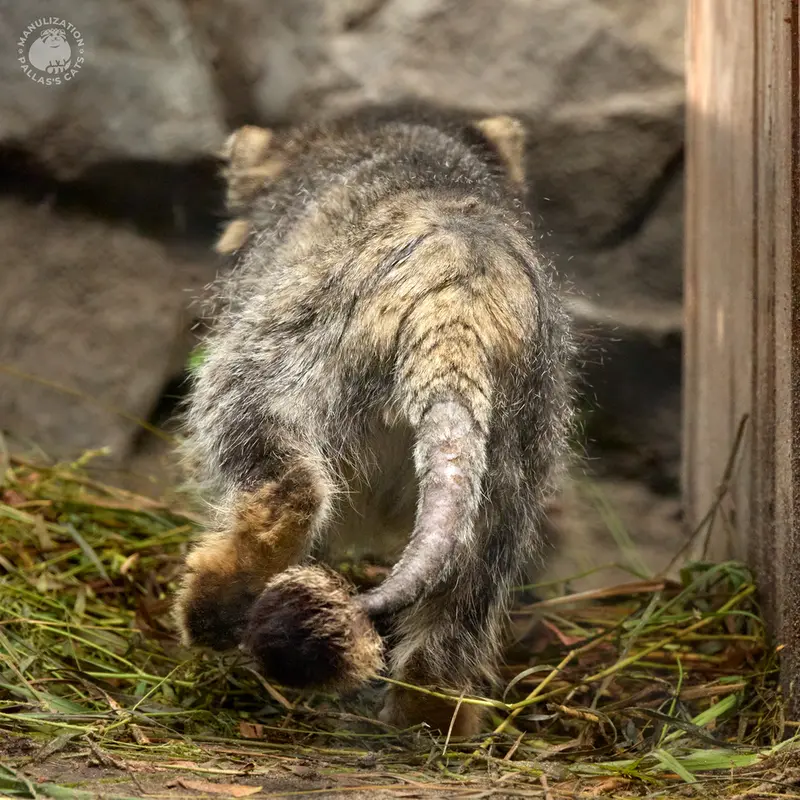 A photograph of Karaganda in Novosibirsk Zoo