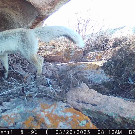 A photograph of Red fox from Shubaraigyr camera trap