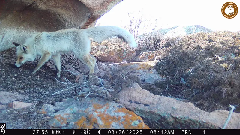 A photograph of Red fox from Shubaraigyr camera trap