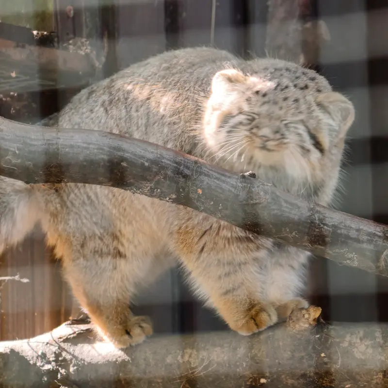 A photograph of Kitten of Alani b.2026 Ⅰ in Košice Zoo