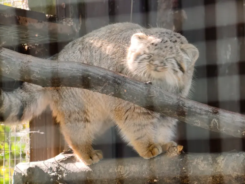 A photograph of Kitten of Alani b.2026 Ⅰ in Košice Zoo