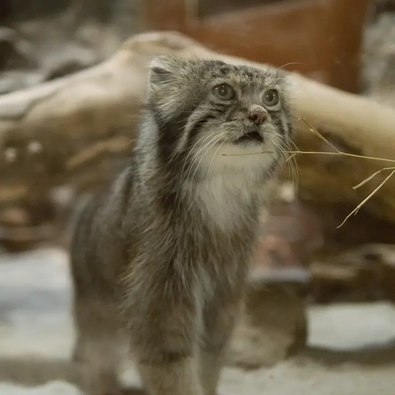 A photograph of Klyon in Ueno Zoological Gardens