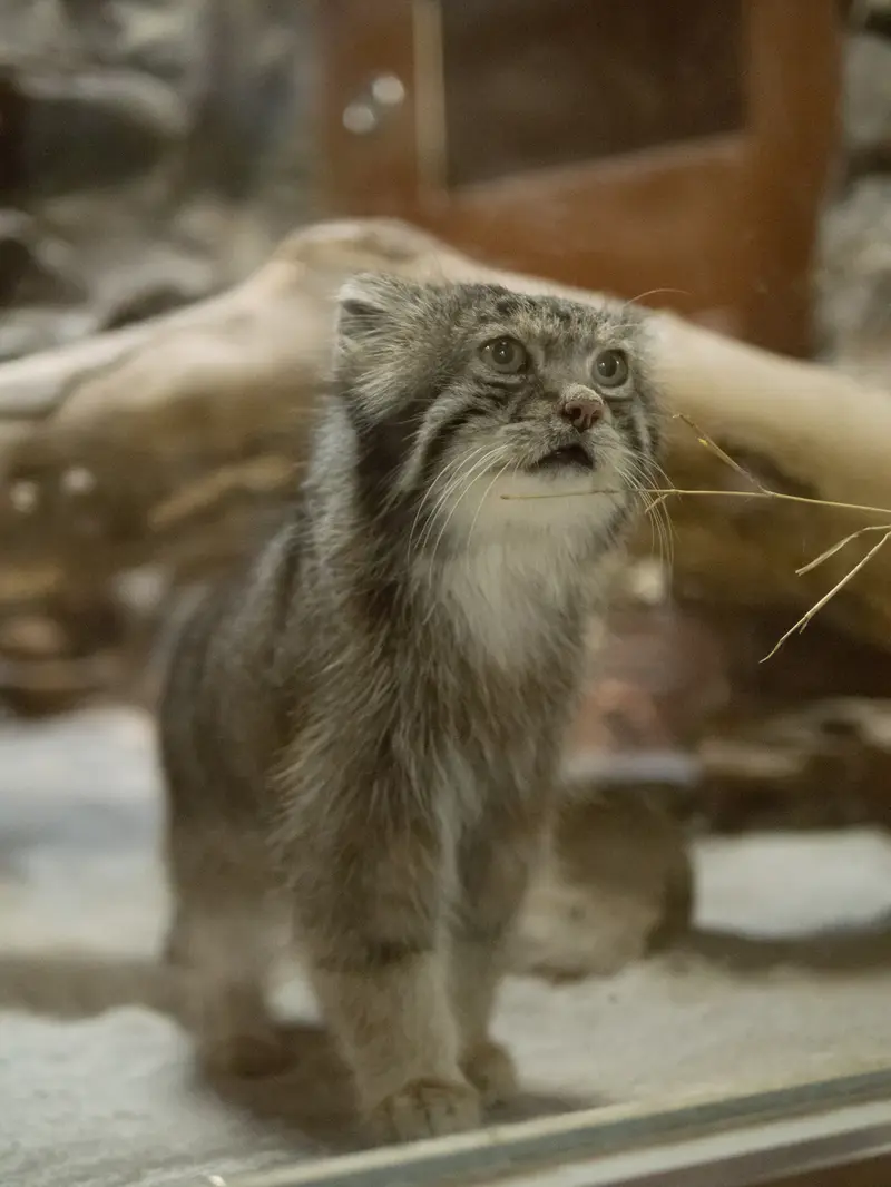 A photograph of Klyon in Ueno Zoological Gardens
