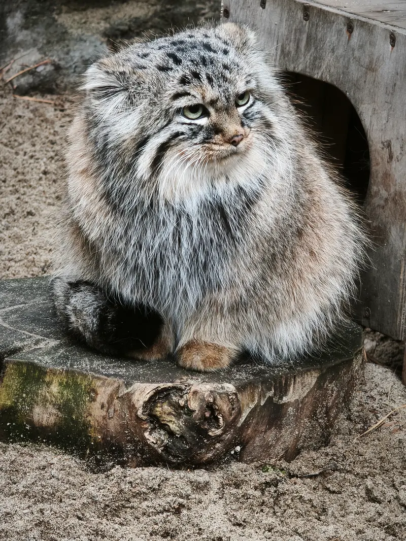 A photograph of Gabi in Novosibirsk Zoo