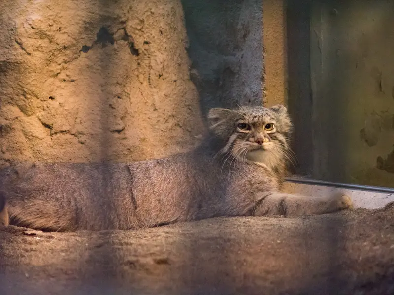 A photograph of Figa in Nogeyama Zoo