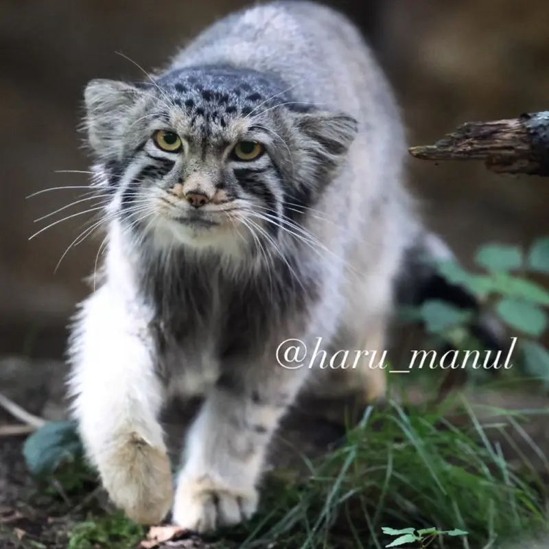 A photograph of Nagomu in Nasu Animal Kingdom