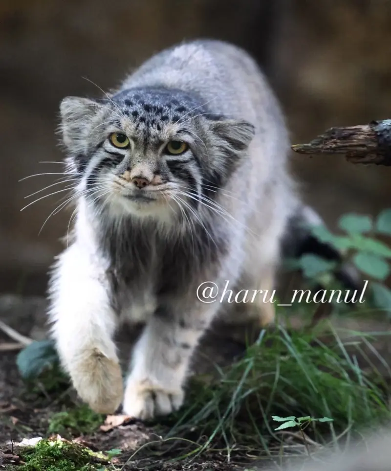 A photograph of Nagomu in Nasu Animal Kingdom