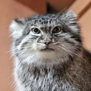 Marie the Pallas's cat from Saitama Children's Zoo