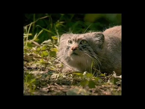A video of Chester Ⅰ, Chester Ⅱ, Chester Ⅲ, and Chester Ⅳ in Chester Zoo
