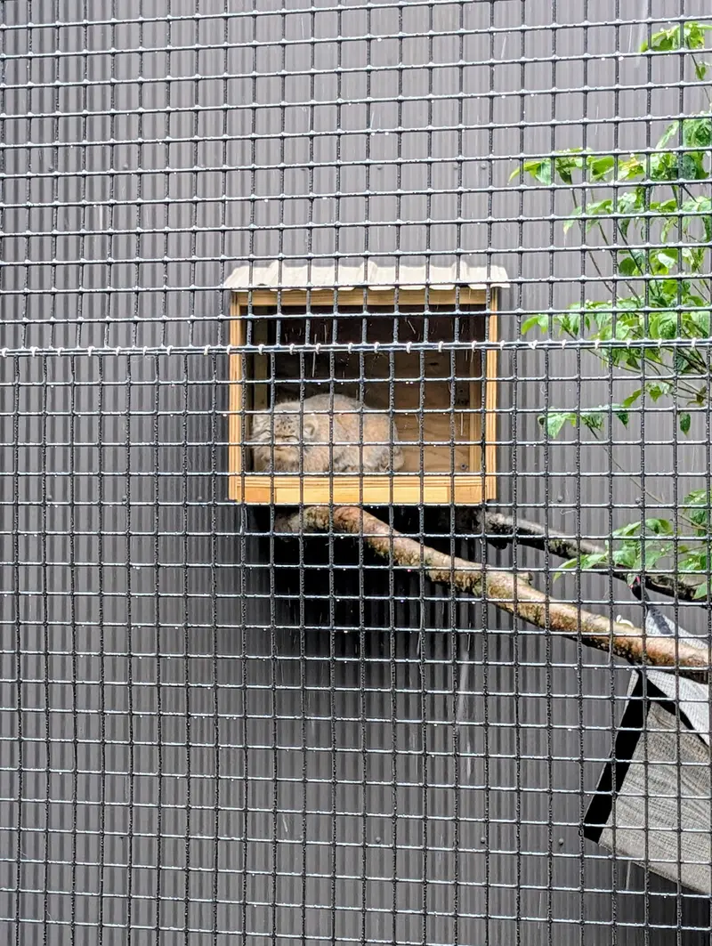 A photograph of Reza in Elmwood Park Zoo