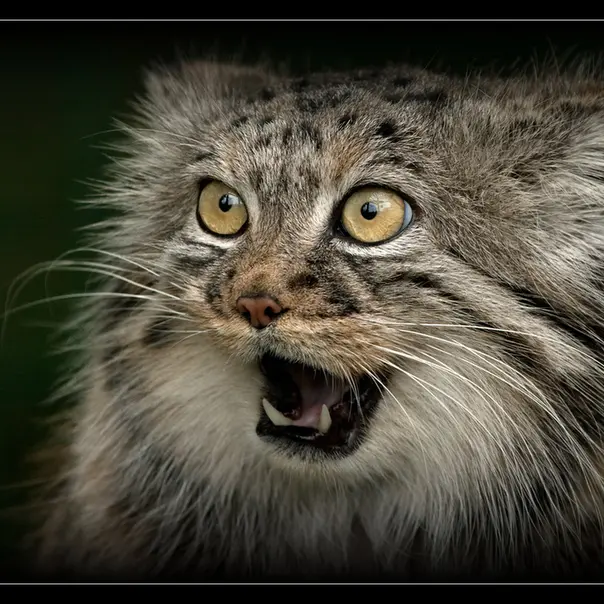 A photograph of Tula in The Big Cat Sanctuary