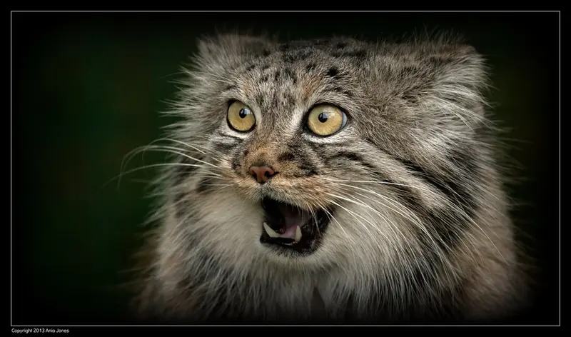 A photograph of Tula in The Big Cat Sanctuary