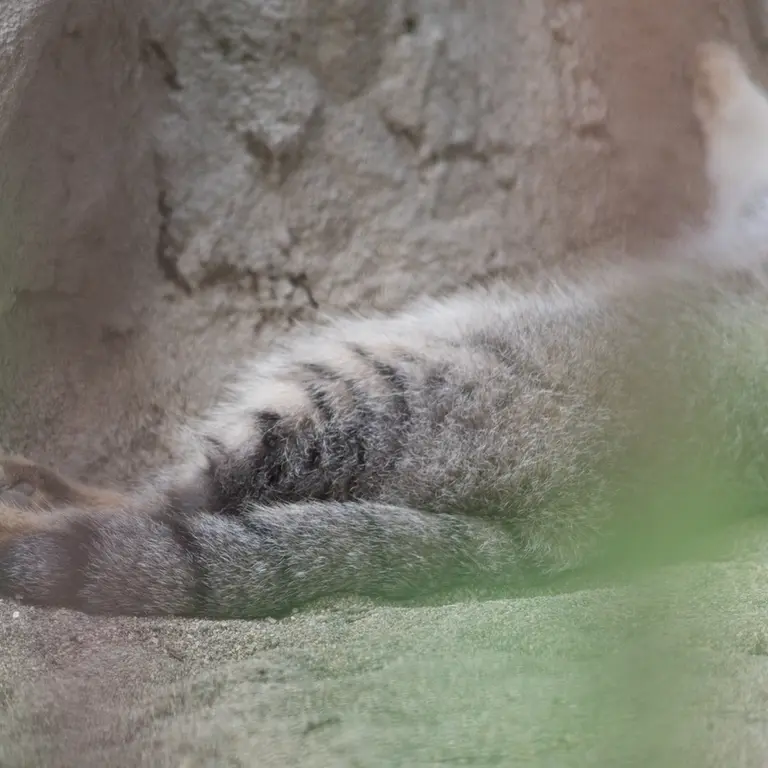 A photograph of Figa in Nogeyama Zoo