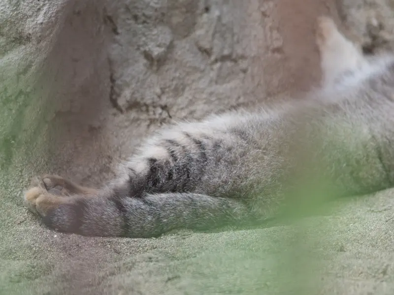 A photograph of Figa in Nogeyama Zoo