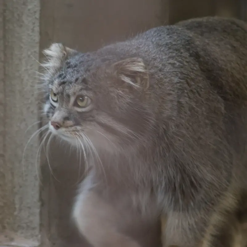 A photograph of Figa in Nogeyama Zoo
