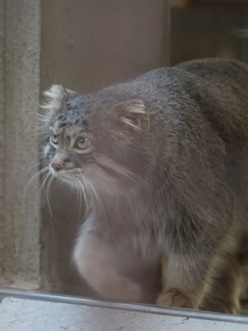 A photograph of Figa in Nogeyama Zoo