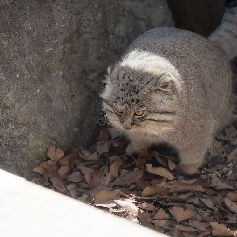 A photograph of Lotos in Saitama Children's Zoo