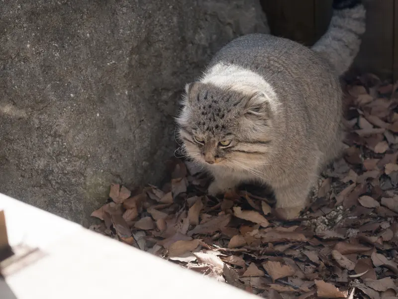 A photograph of Lotos in Saitama Children's Zoo
