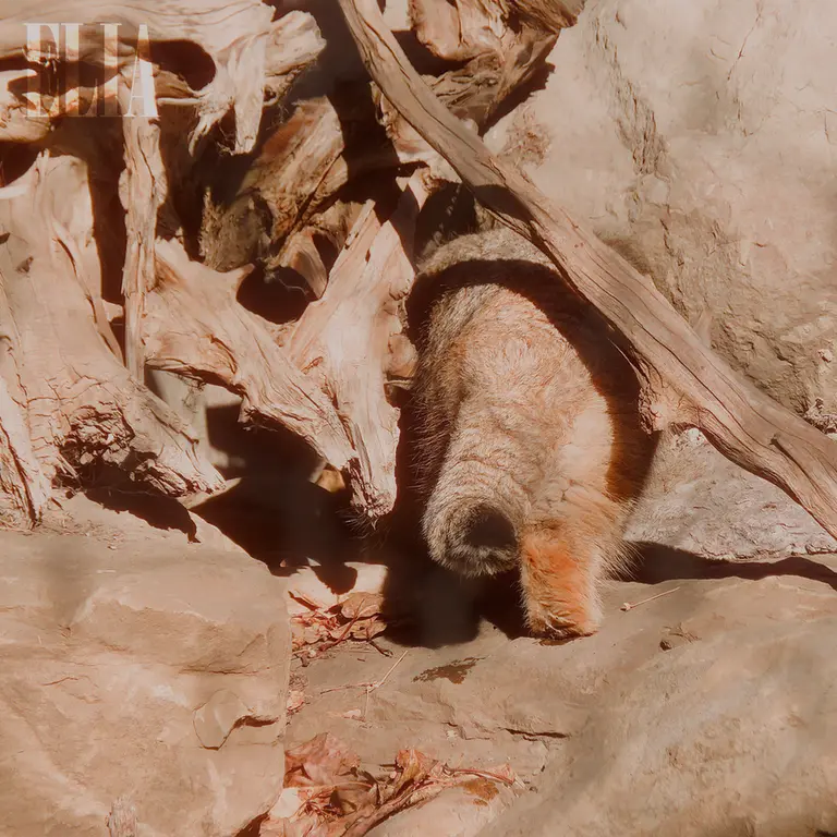 A photograph of Olaf in Calgary Zoo / Wilder Institute