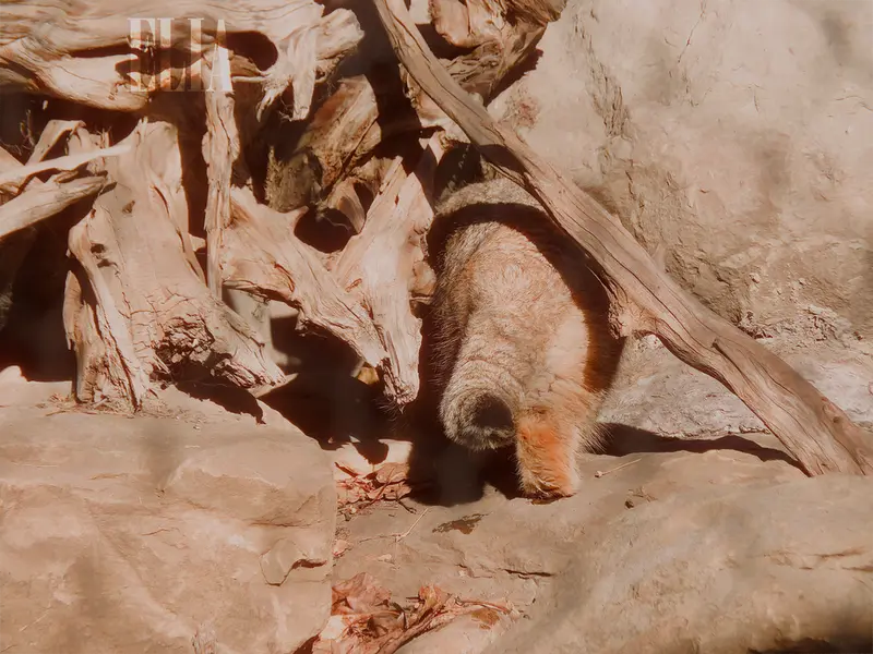 A photograph of Olaf in Calgary Zoo / Wilder Institute
