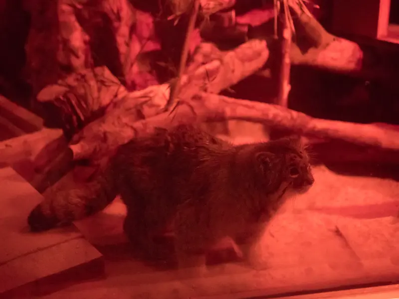 A photograph of Naim in Ueno Zoological Gardens