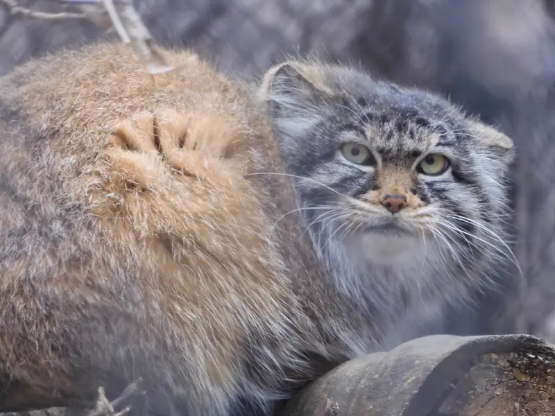 A photograph of Zosya in Novosibirsk Zoo