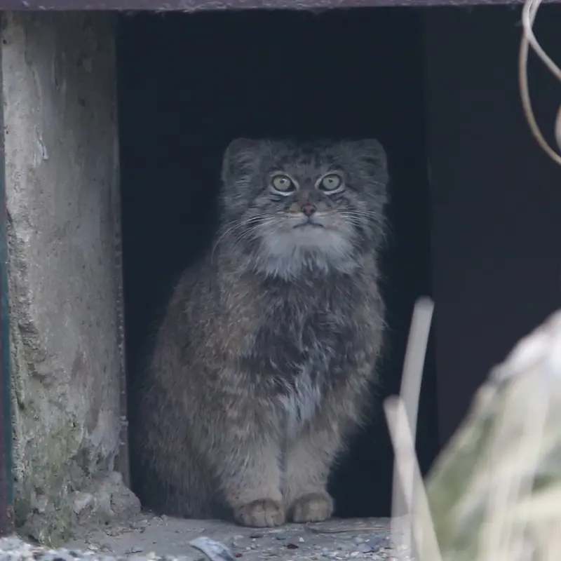 A photograph of Pluton in Ostrava Zoo