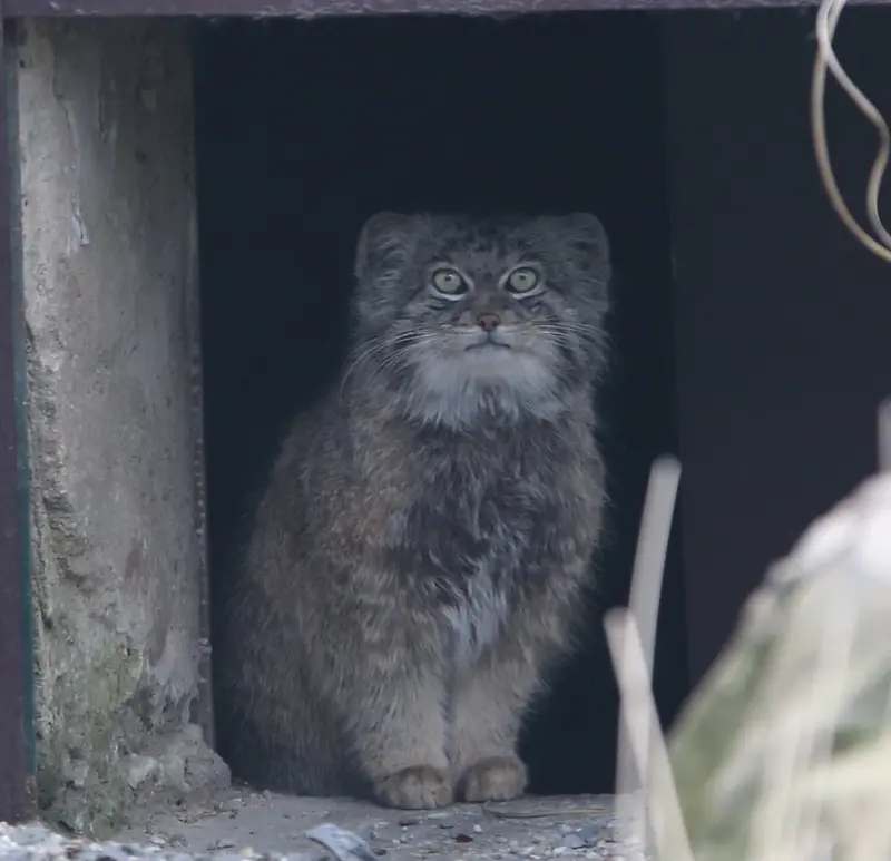 A photograph of Pluton in Ostrava Zoo
