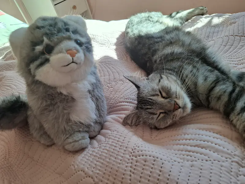 A photograph of a Pallas's cat