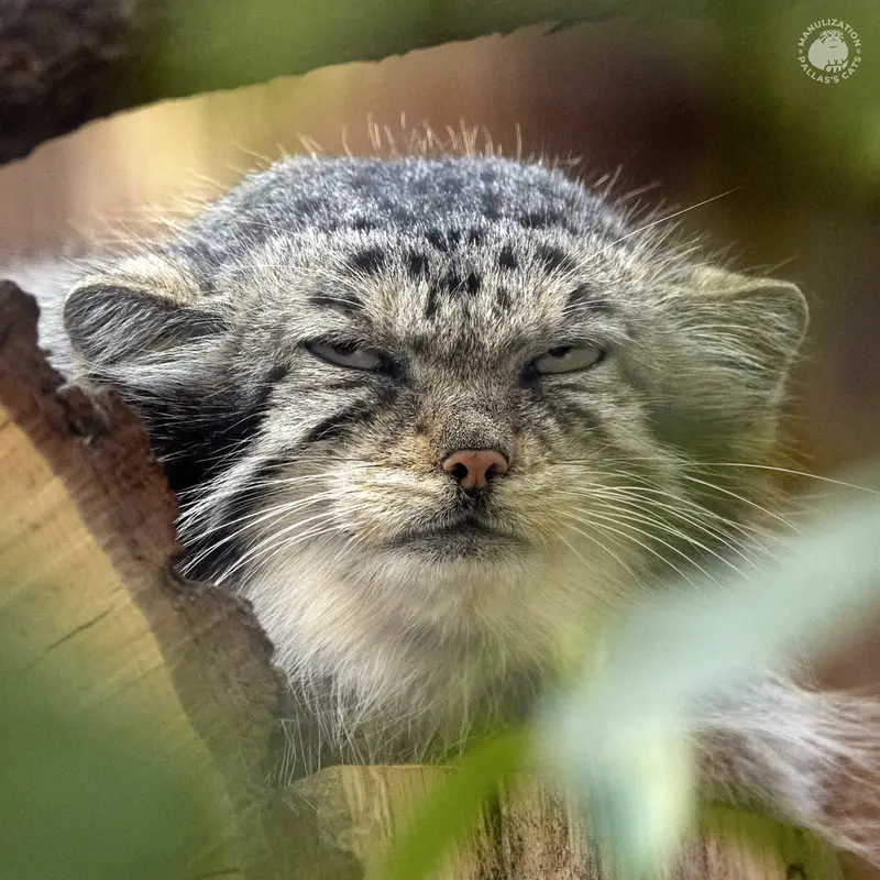 Namika the Pallas's cat from Leningrad zoo