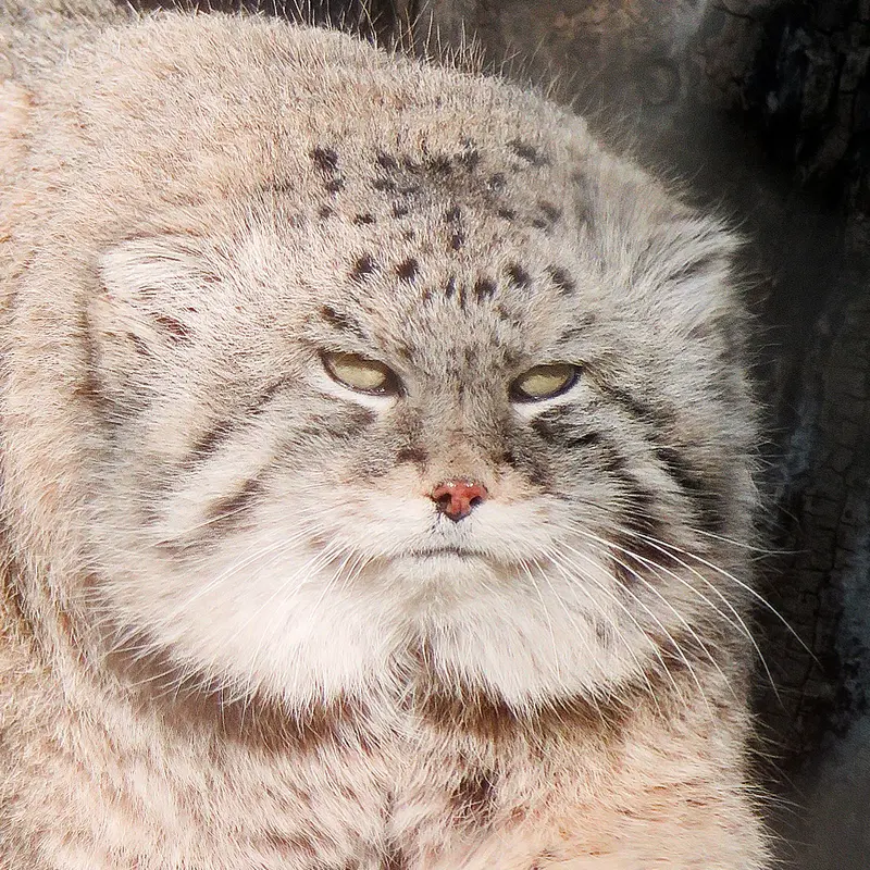 Olaf the Pallas's cat from Calgary Zoo / Wilder Institute