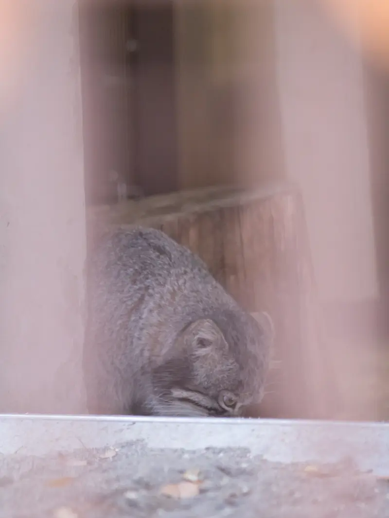 A photograph of Figa in Nogeyama Zoo