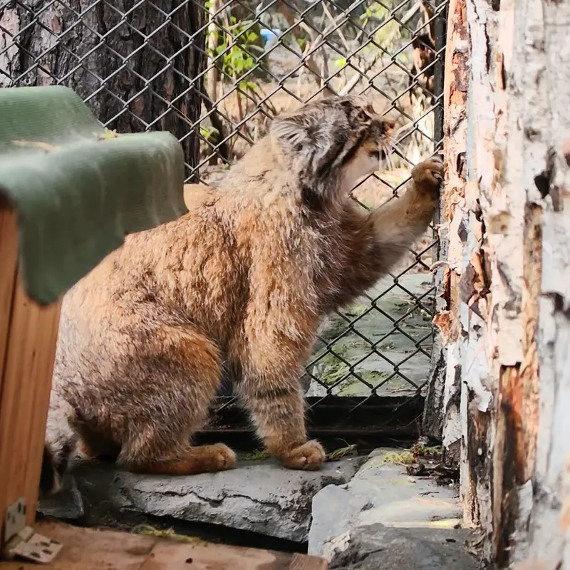 A photograph of a Pallas's cat in Novosibirsk Zoo